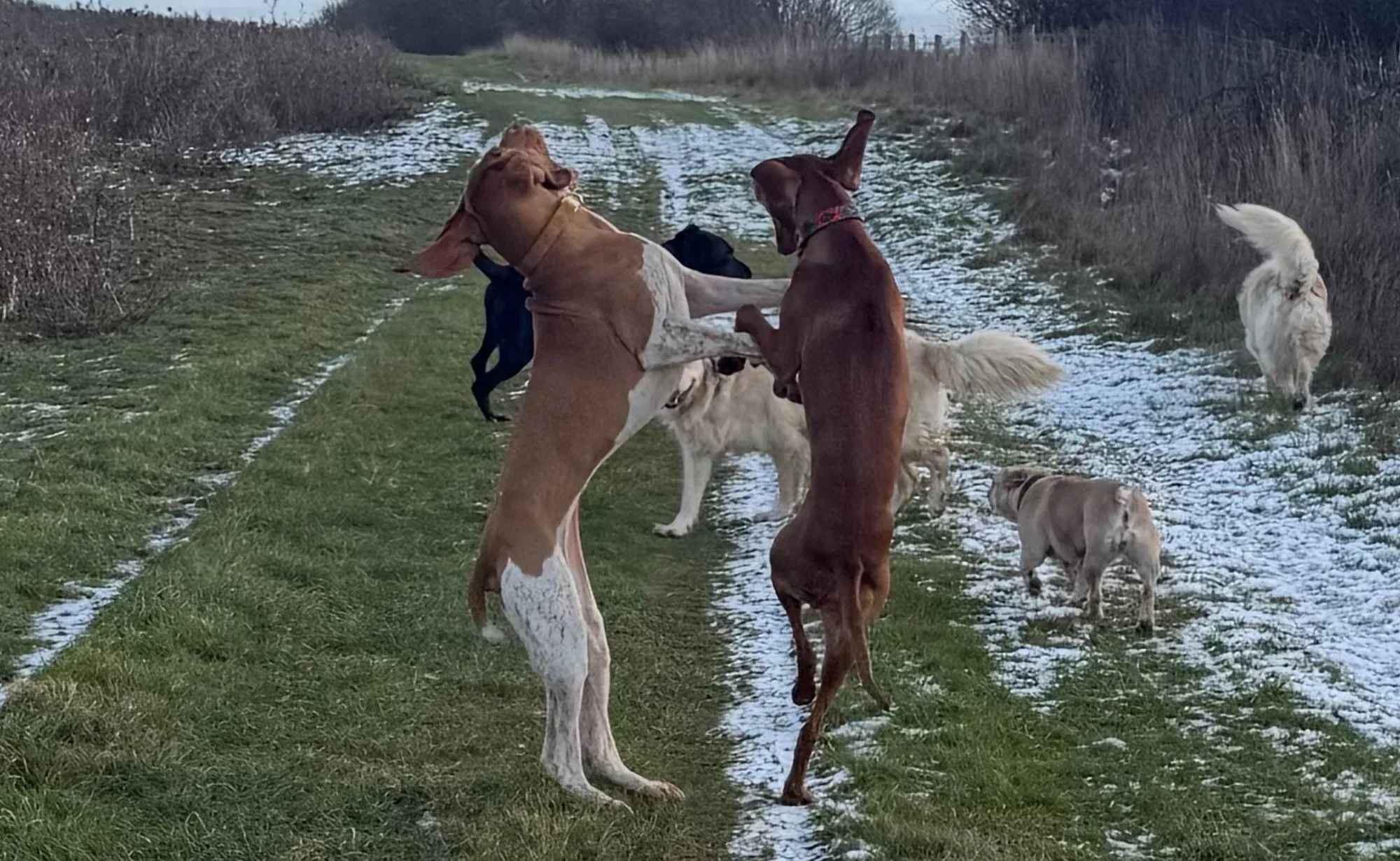 Dogs dancing and playing on a snowy path