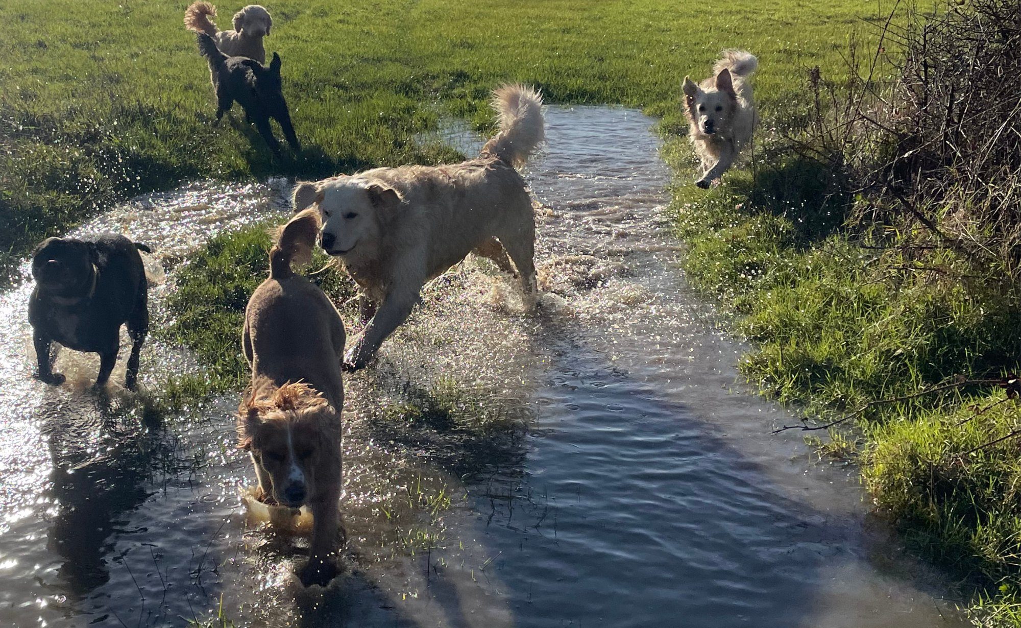 Dogs running through a sunny stream