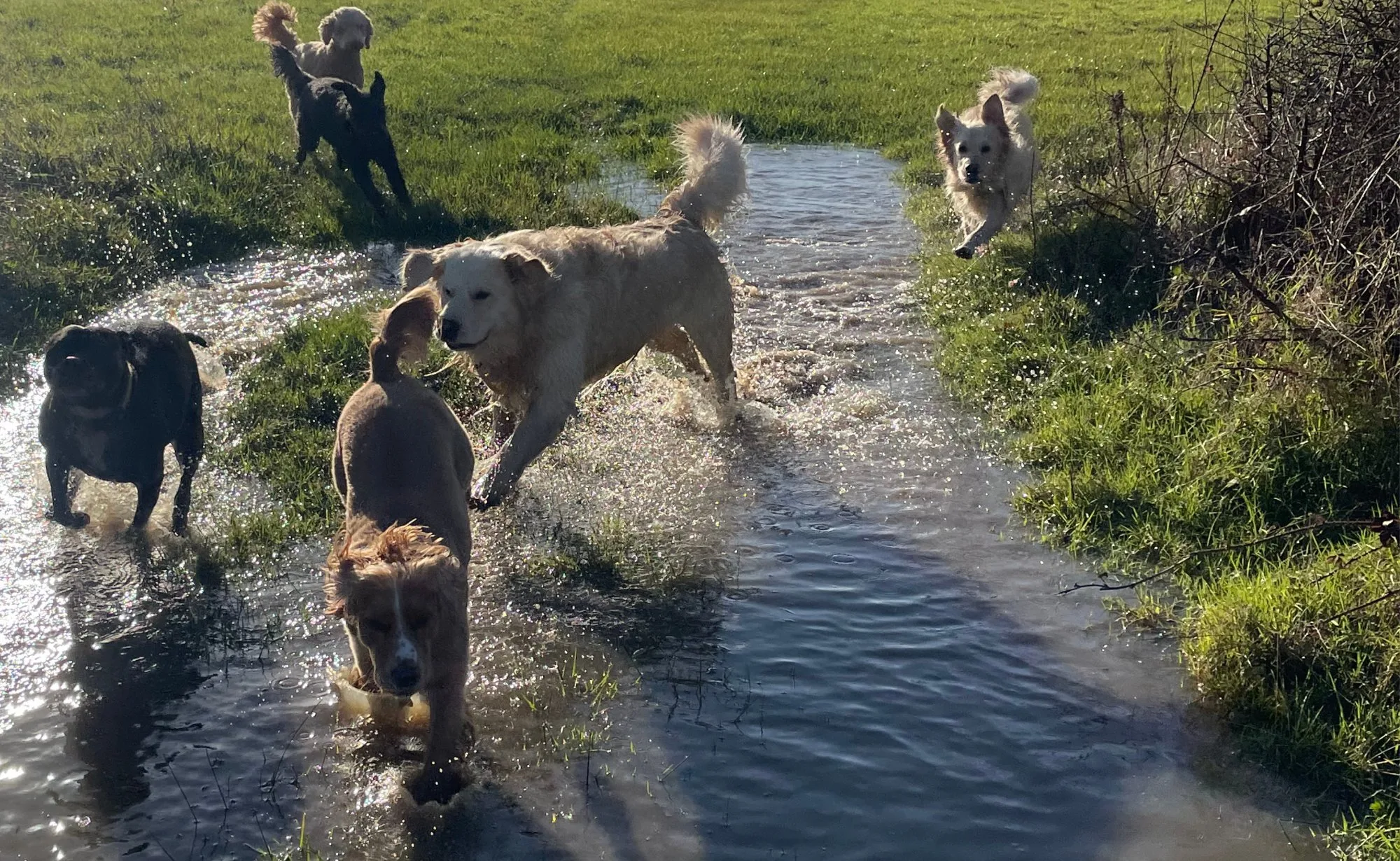 Dogs running through a sunny stream