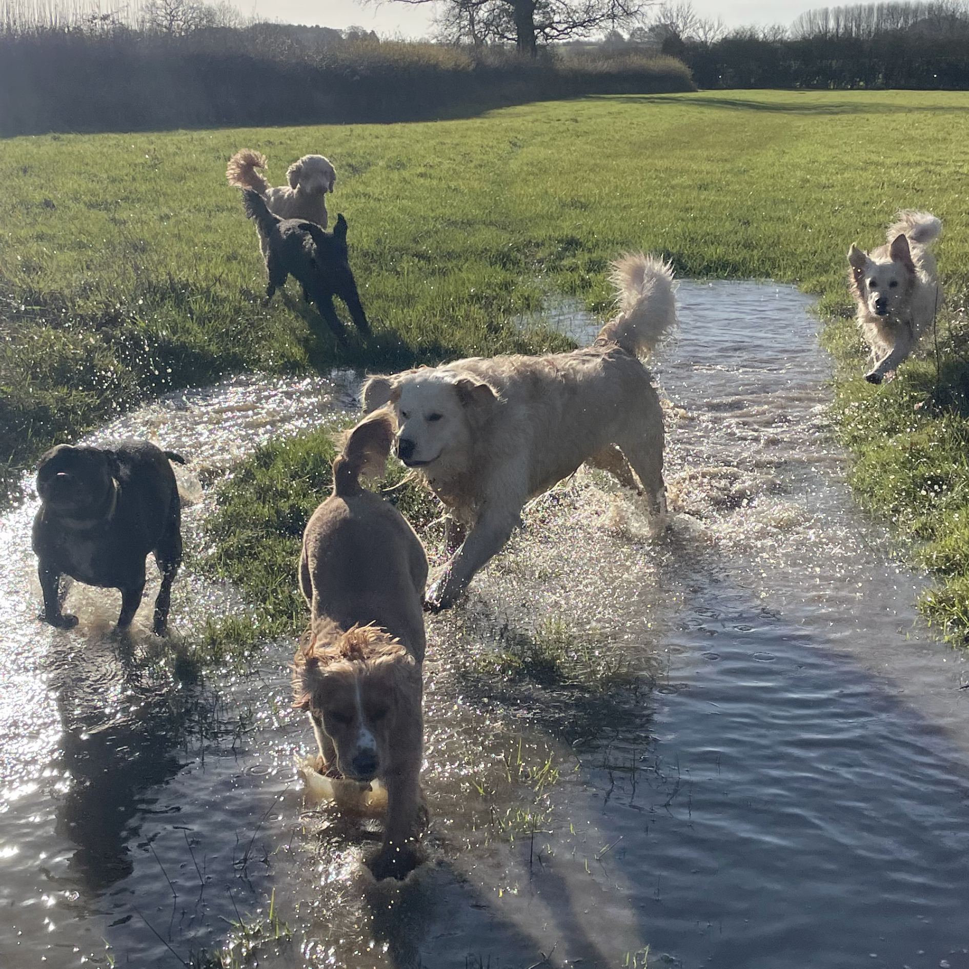 Dogs running through a sunny stream