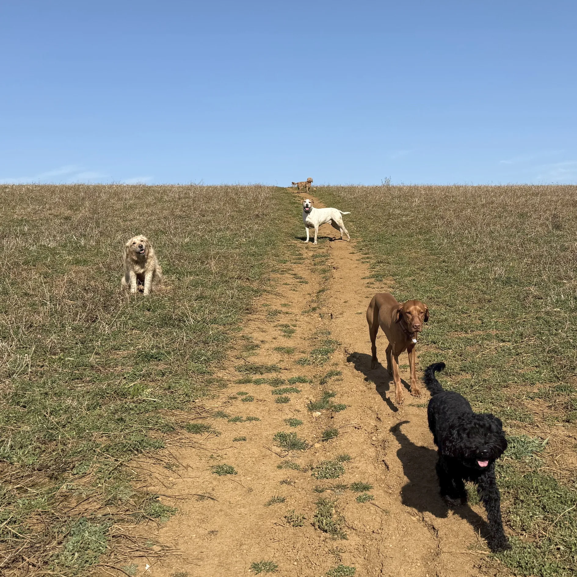 Dogs running on a sunny day