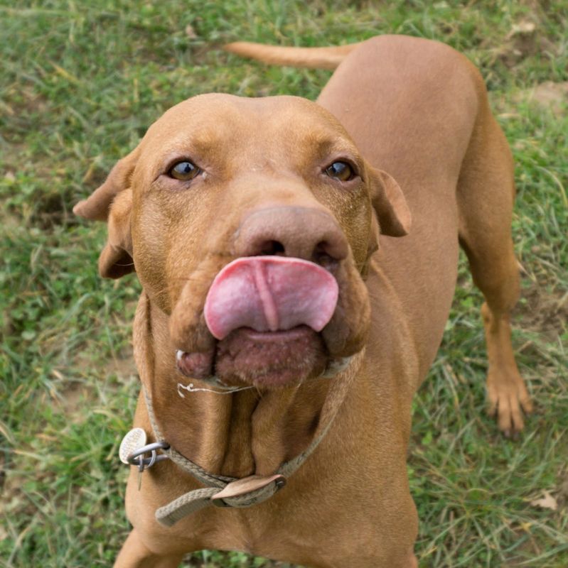 Luca with tongue out