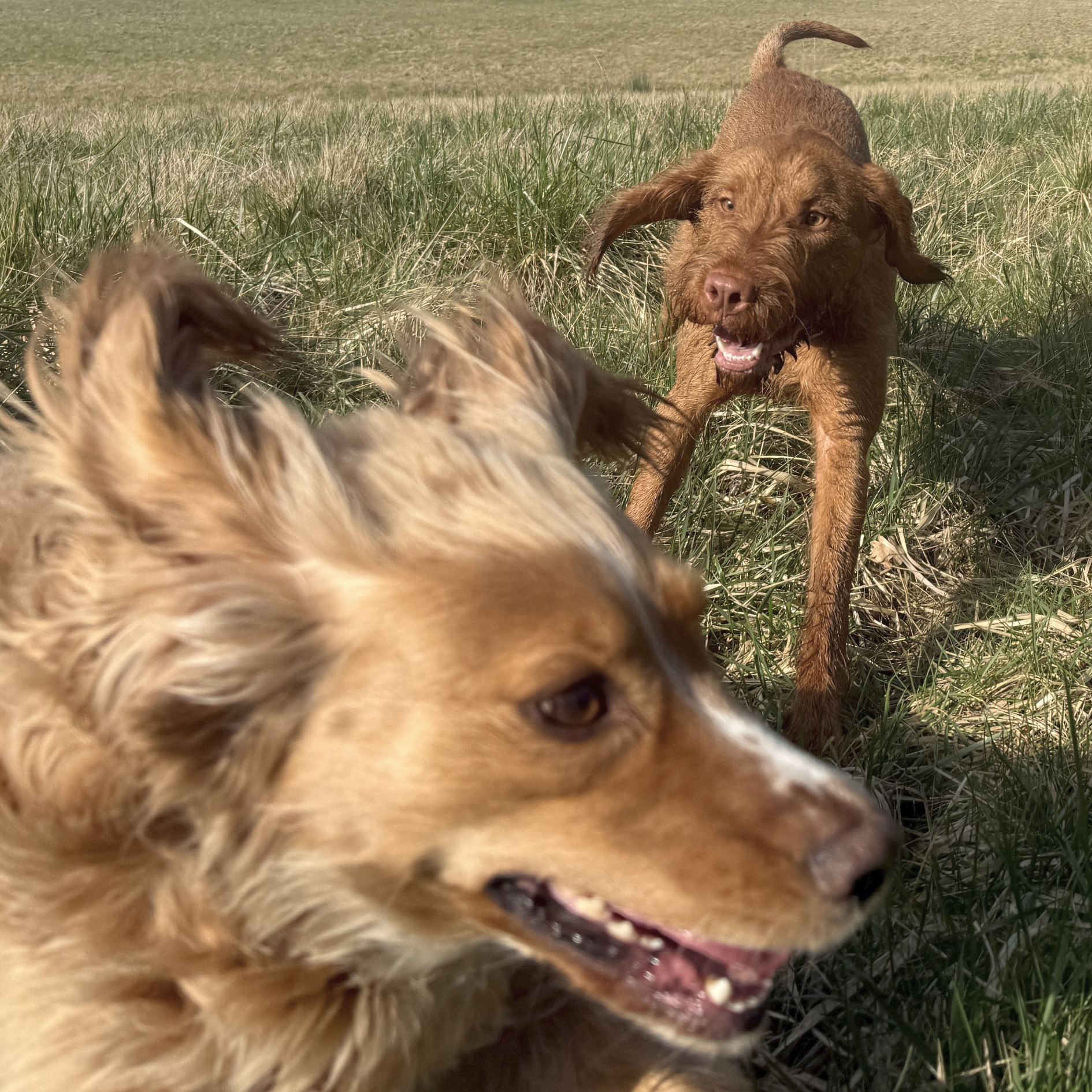 Ludo and Teddy playing in a field