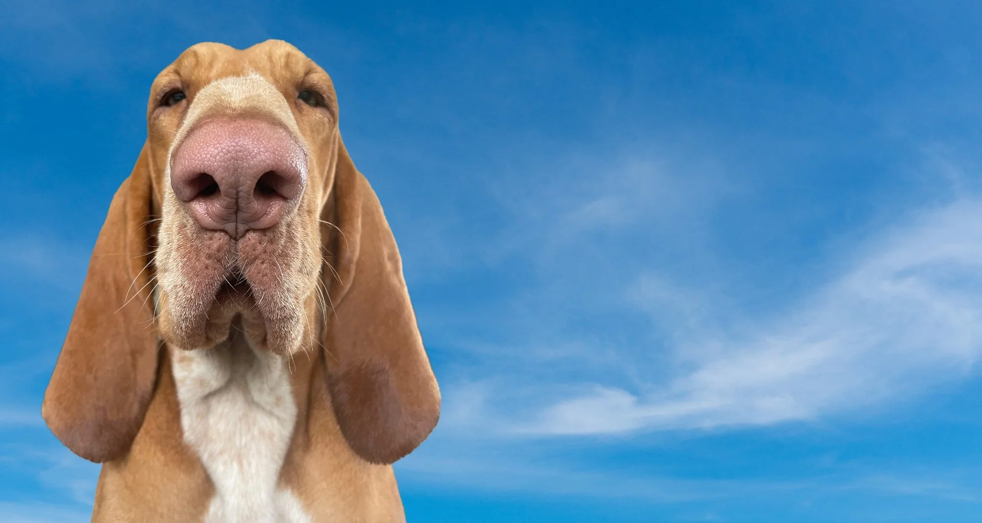 Suki the dog against a blue sky