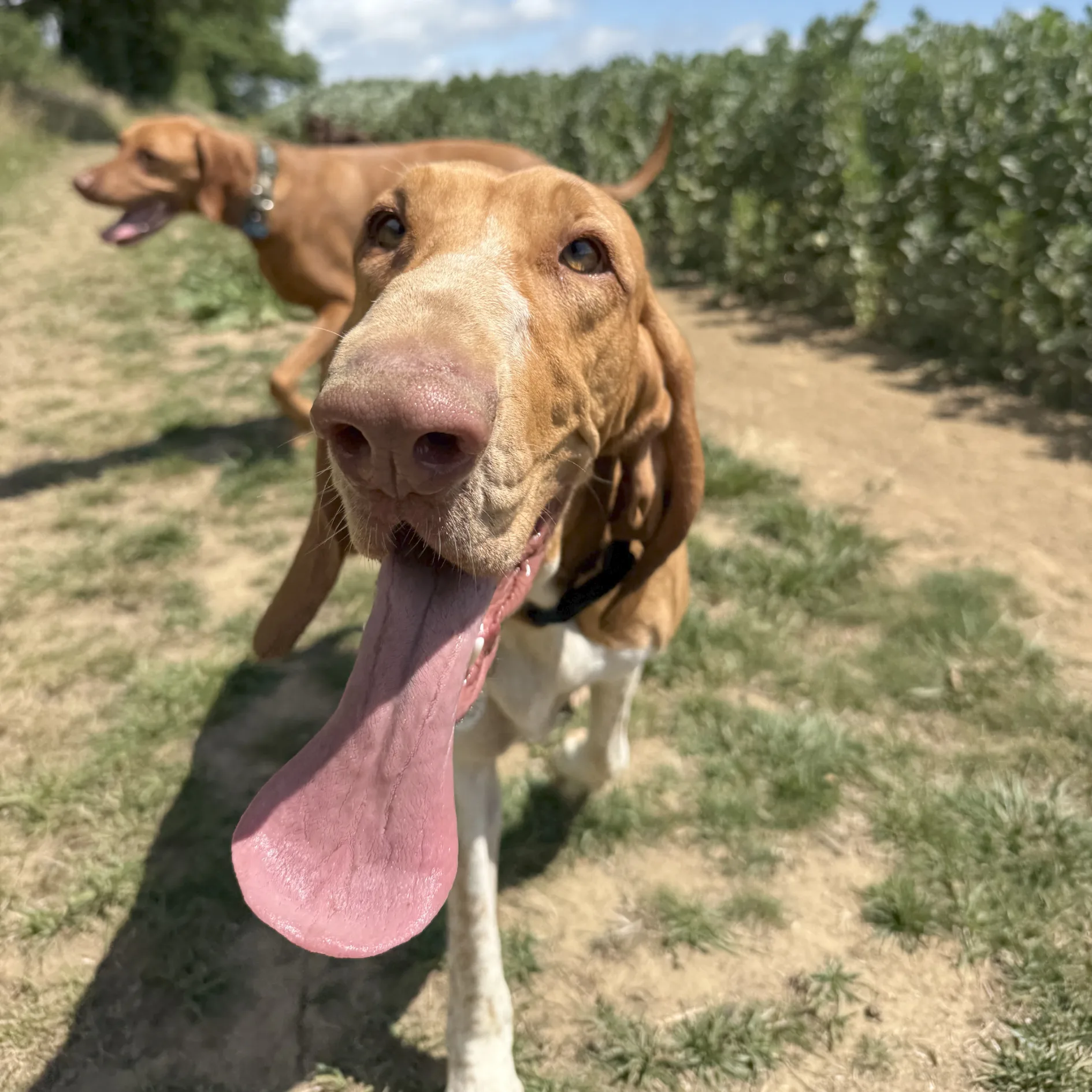 Suki with an enormous tongue out