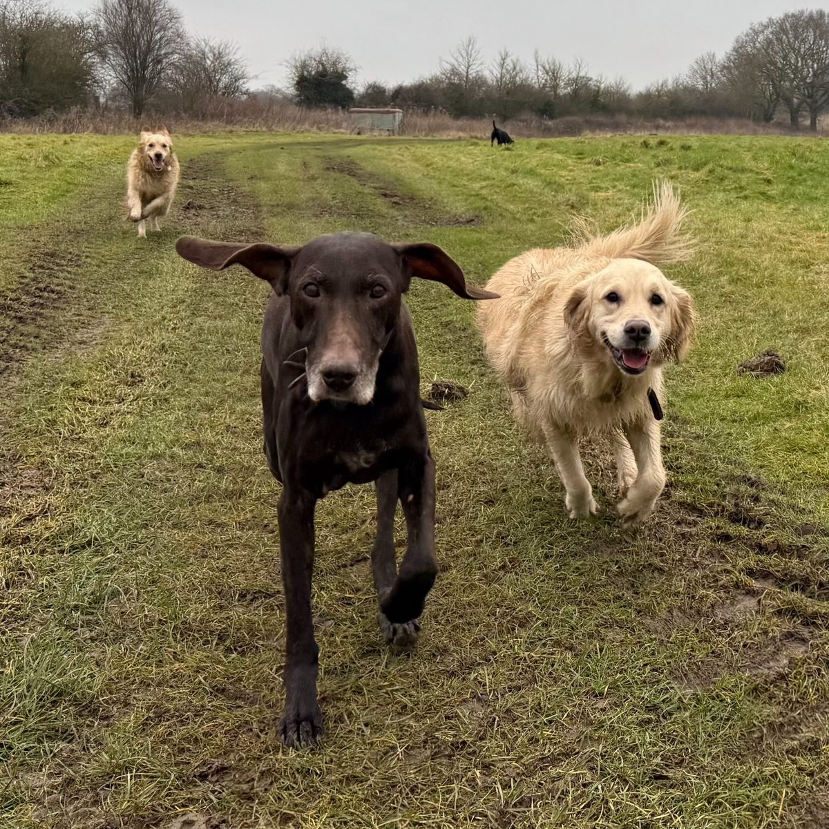 Dogs running on a morning walk