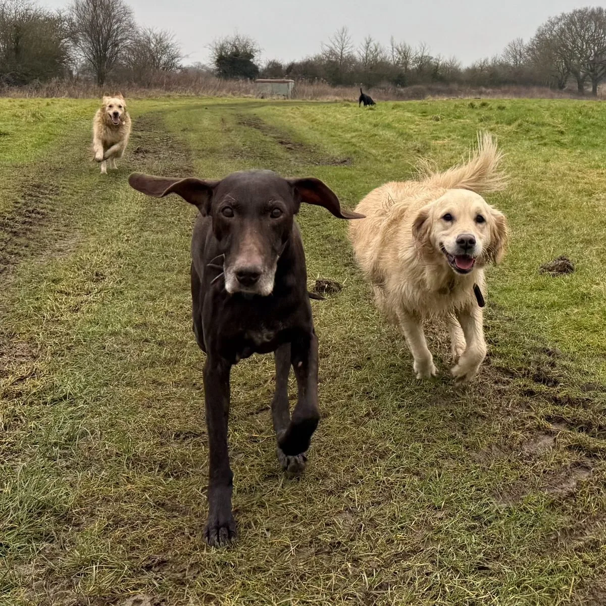 Dogs splashing on an afternoon walk